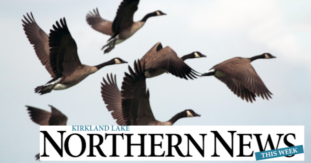 Canada Geese Xavier Kataquapit columnist writer 'The Birds Are Calling For Spring'